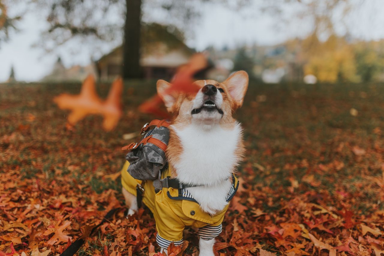 Jak przygotować psa do spacerów jesienią?