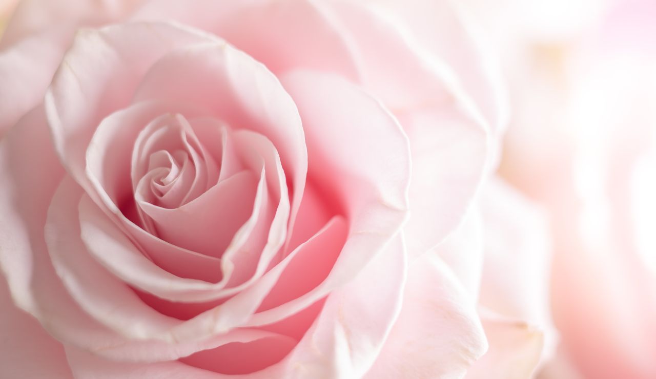 Czym charakteryzują się wieczne róże w porównaniu do innych kwiatów?